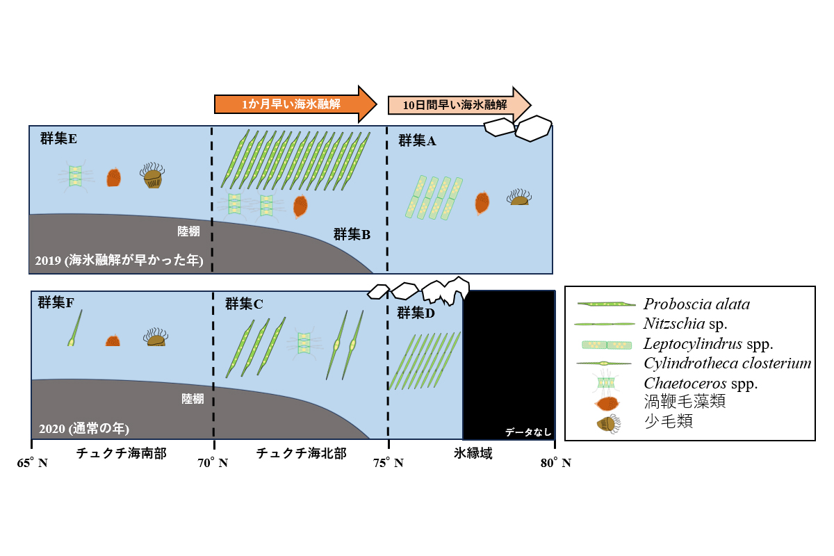 海氷融解時期の違いが植物プランクトンに影響を及ぼす～秋季太平洋側北極海の海氷変動がマイクロプランクトン群集を変えることを解明～