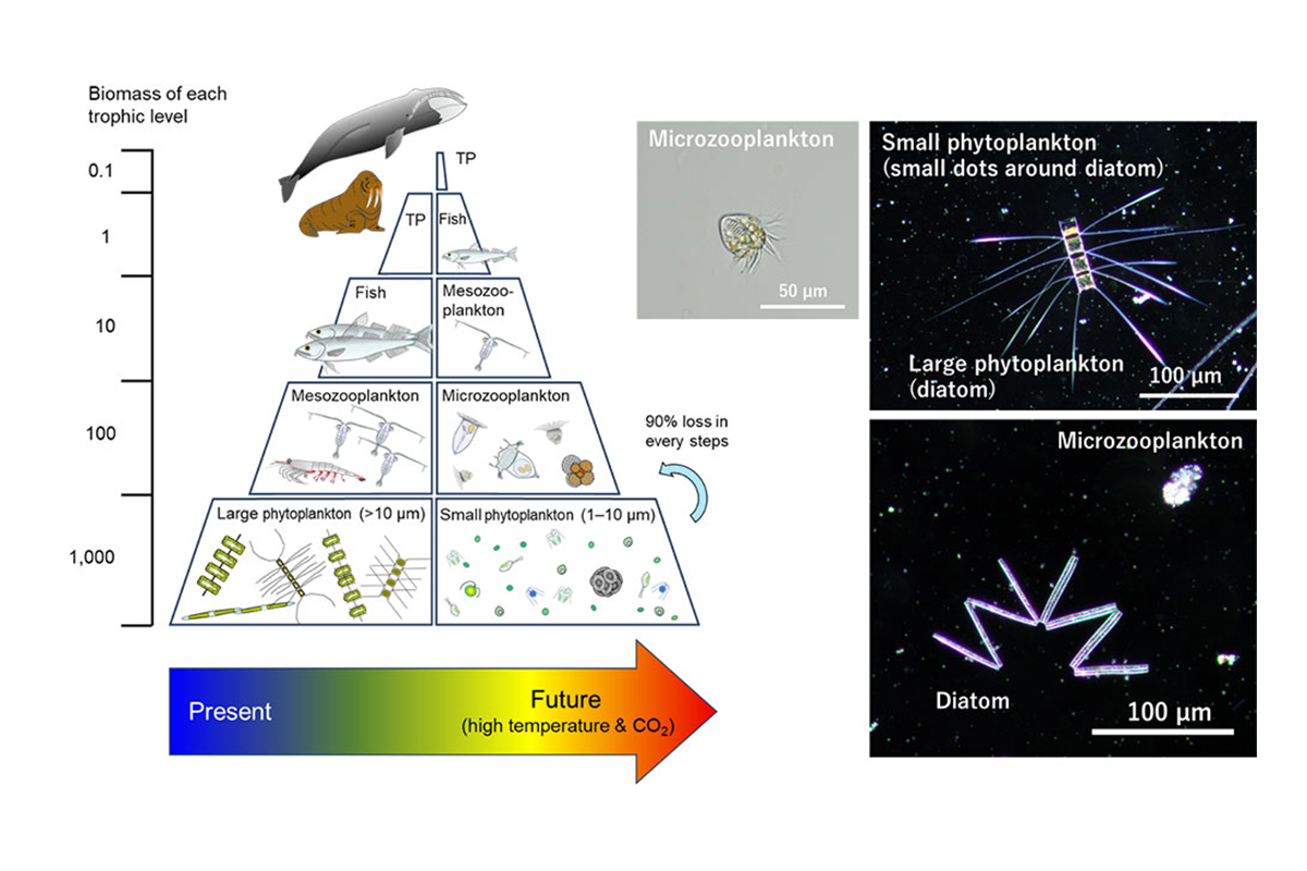 Warming and Ocean Acidification in the Arctic Ocean Strongly Affect Ecosystem Balance