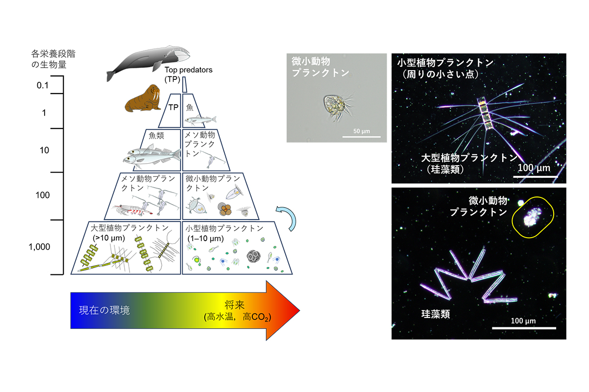 北極海で起こる温暖化と海洋酸性化が生態系のバランスに強く影響