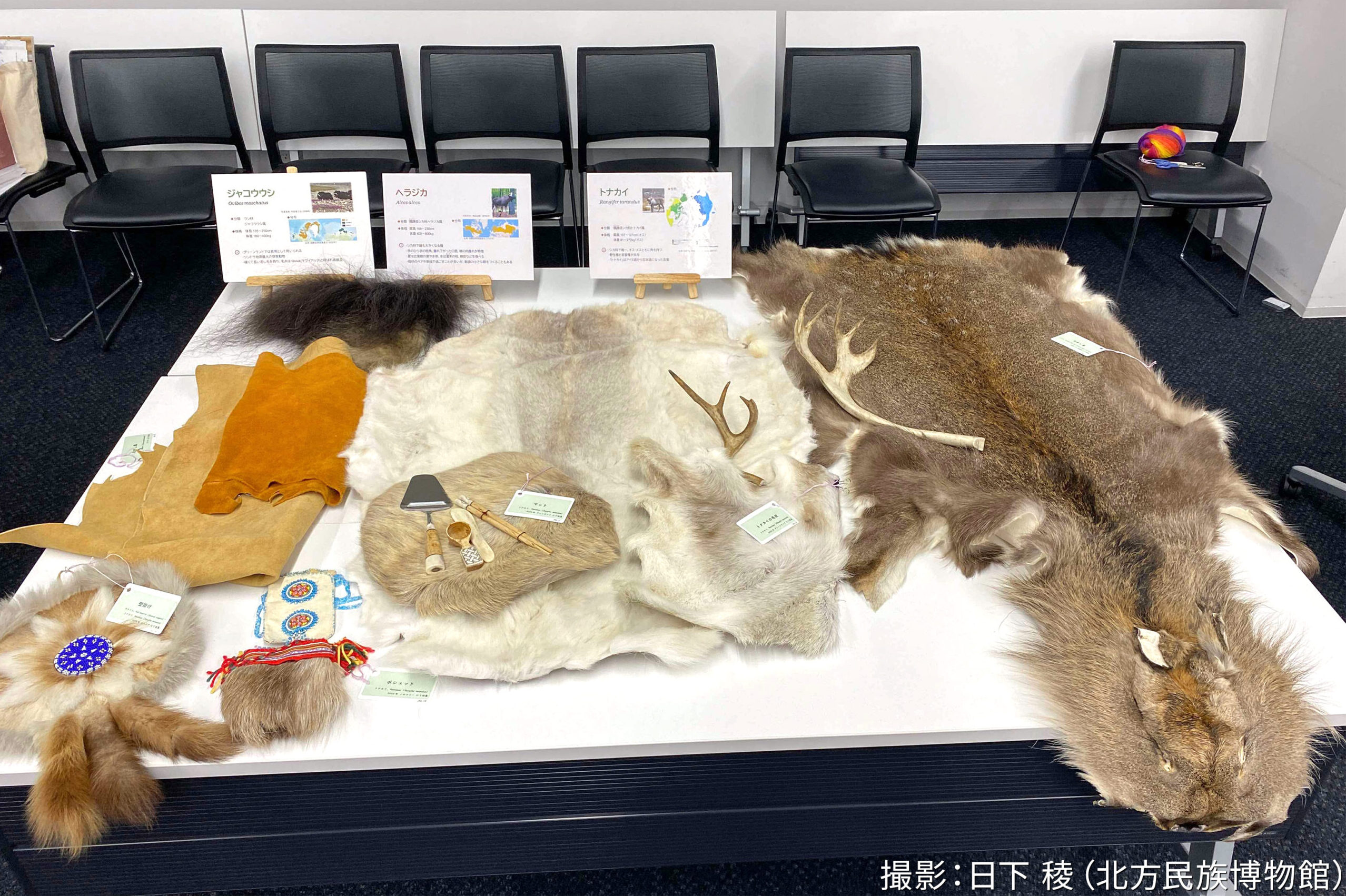 動物の毛皮に触ってみよう<br></noscript></noscript>－アイヌ民族と北方先住民族の毛皮利用を知る・触る－