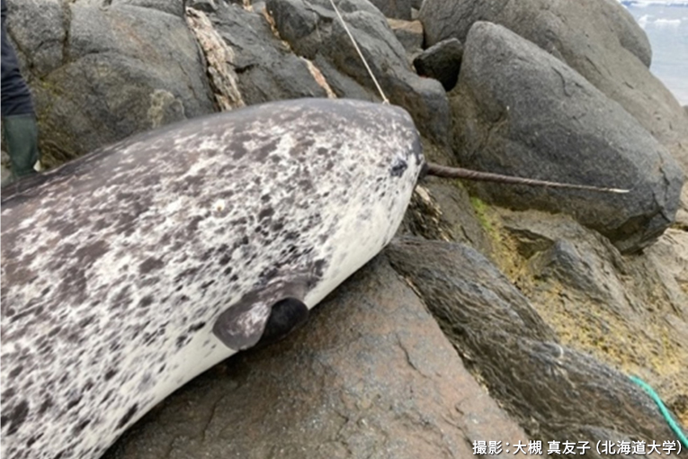 イッカクが水中録音機器に接触することを発見~係留系の安全性に疑問を提起~