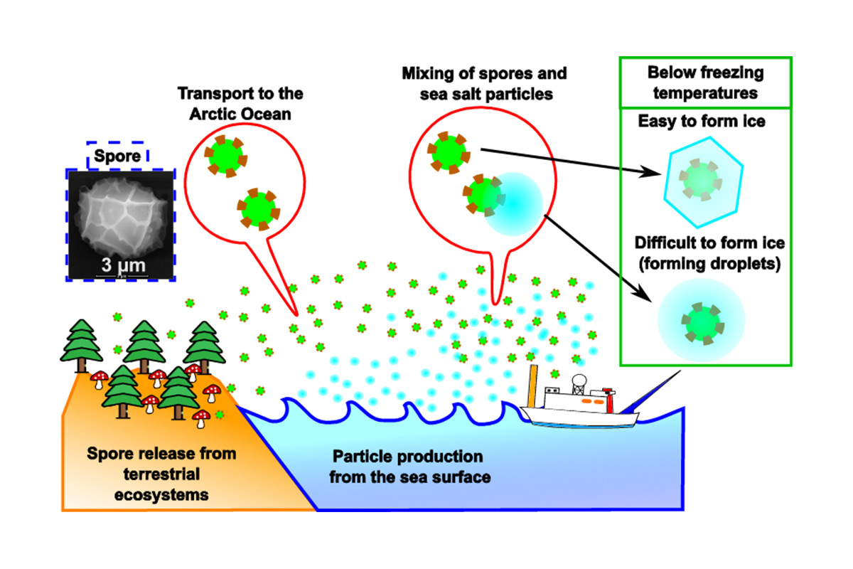 Can spores transported from distant terrestrial regions act as cloud seeds over the Arctic Ocean? ―Insights from microscopic analysis of aerosol particles―