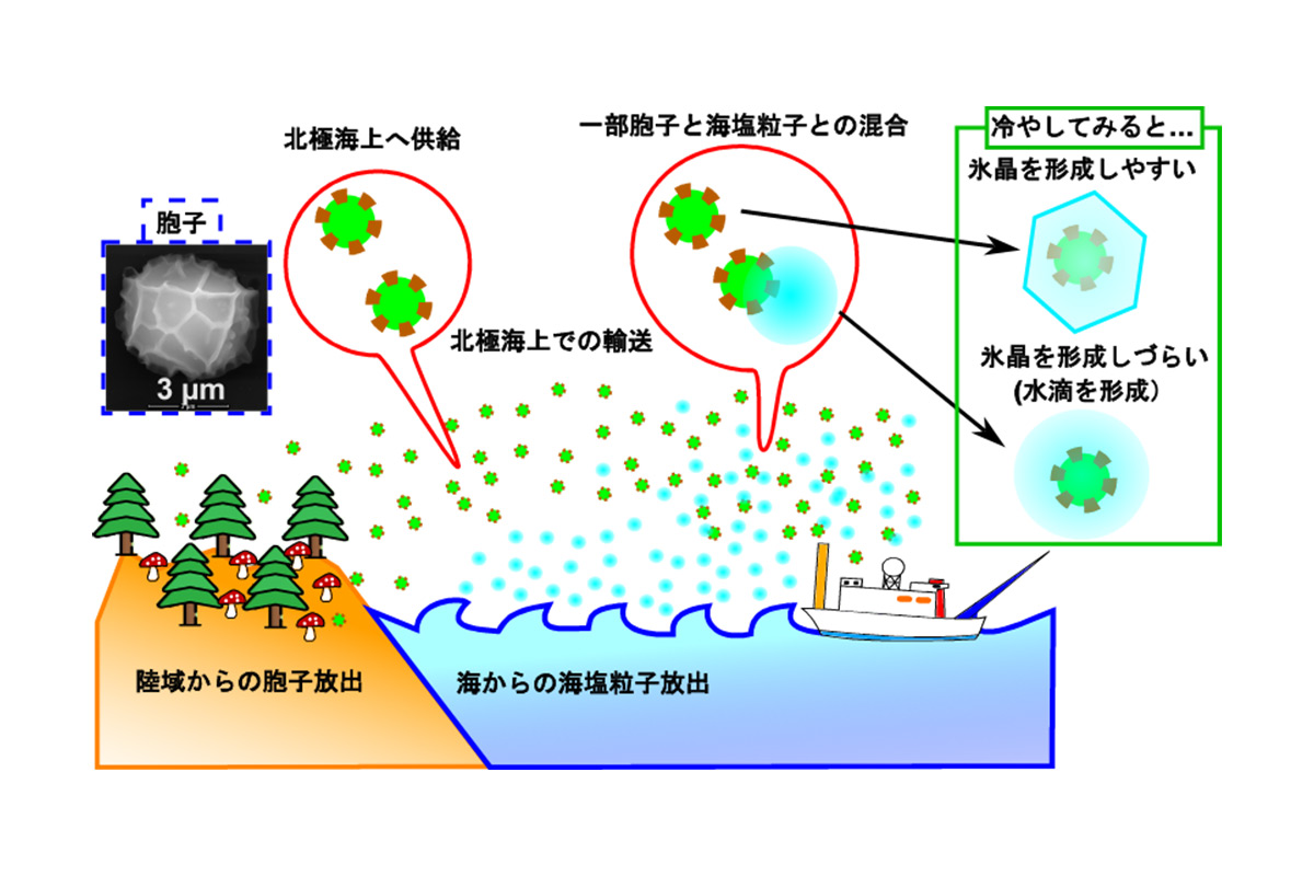 遠くアラスカ・カナダの陸地からやってきた胞子が北極海上で雲の種として働く? ―電子顕微鏡によるエアロゾル粒子の詳細解析から―