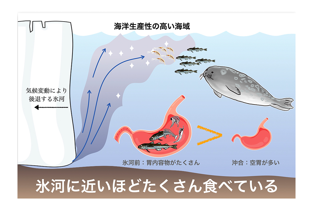 北極域の氷河前縁は“ご馳走スポット”—アザラシの胃内容物が示す初の直接証拠—