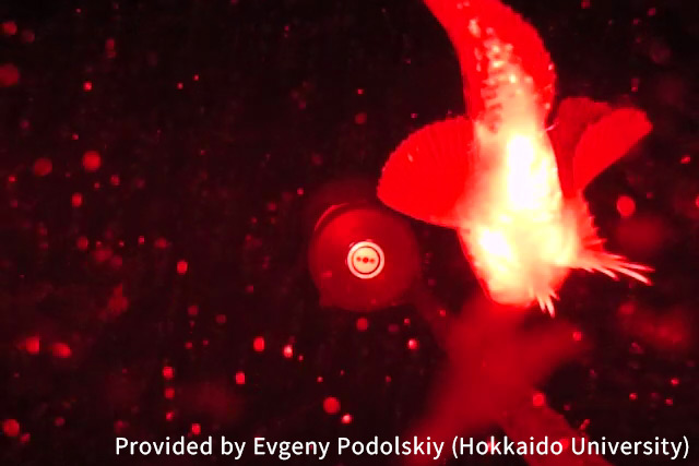 Rare Footage of Elusive Sea-floor Creatures and Backward-Swimming Fish captured by Compact Video-Acoustic System in Greenland