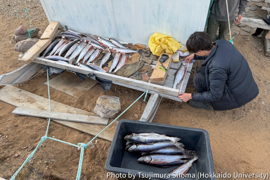 Sampling of arctic char
