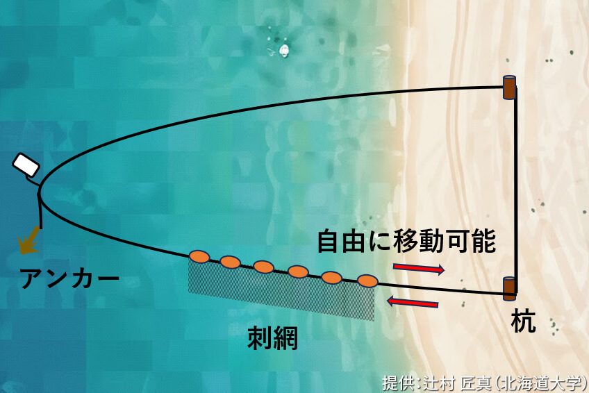 カナック沿岸で行われる刺網漁の模式図